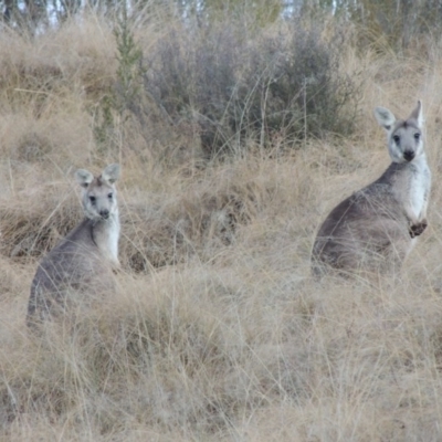 Osphranter robustus robustus (Eastern Wallaroo) at Gigerline Nature Reserve - 27 Jun 2015 by michaelb