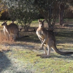 Macropus giganteus (Eastern Grey Kangaroo) at Conder, ACT - 2 Jun 2015 by michaelb