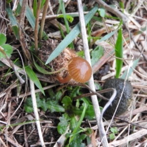 Stropharia sp. at Fadden, ACT - 19 Jun 2016