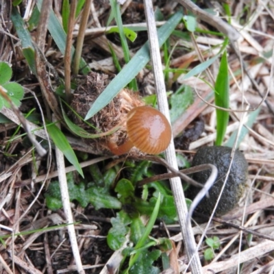 Stropharia sp. (Stropharia) at Fadden, ACT - 18 Jun 2016 by RyuCallaway