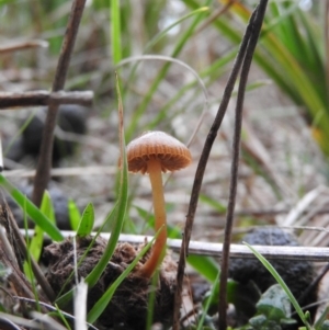 Stropharia sp. at Fadden, ACT - 19 Jun 2016