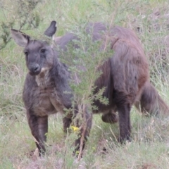 Osphranter robustus (Wallaroo) at Tennent, ACT - 23 Nov 2014 by michaelb