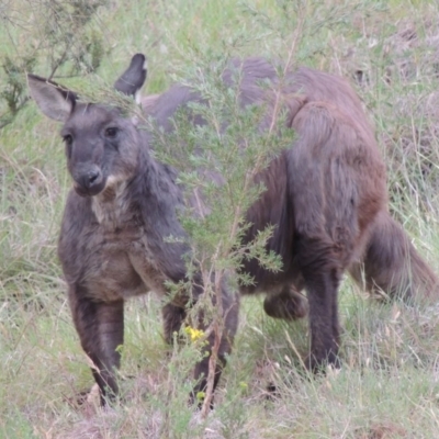Osphranter robustus (Wallaroo) at Namadgi National Park - 23 Nov 2014 by michaelb