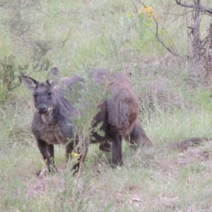 Osphranter robustus robustus at Tennent, ACT - 23 Nov 2014