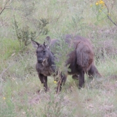 Osphranter robustus robustus at Tennent, ACT - 23 Nov 2014