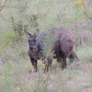 Osphranter robustus robustus at Tennent, ACT - 23 Nov 2014 07:46 PM