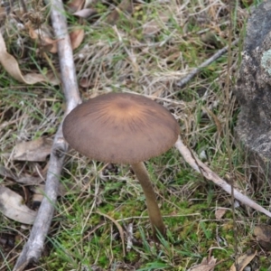 Oudemansiella gigaspora group at Canberra Central, ACT - 23 Jun 2016