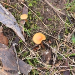 Galerina sp. at Canberra Central, ACT - 22 Jun 2016 by petersan