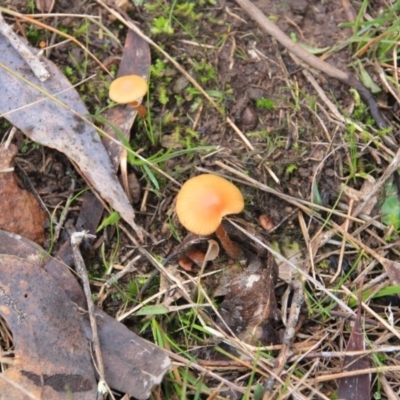 Galerina sp. at Canberra Central, ACT - 22 Jun 2016 by petersan