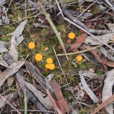 Lichenomphalia chromacea (Yellow Navel) at Mount Majura - 22 Jun 2016 by petersan