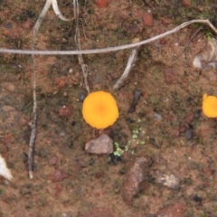 Lichenomphalia chromacea at Canberra Central, ACT - 23 Jun 2016