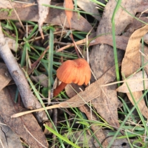 Laccaria sp. at Canberra Central, ACT - 23 Jun 2016