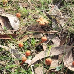 Laccaria sp. at Canberra Central, ACT - 23 Jun 2016