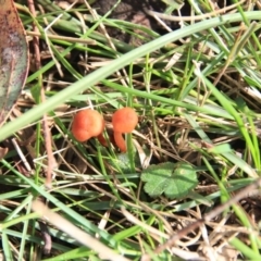 Laccaria sp. at Canberra Central, ACT - 23 Jun 2016