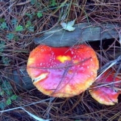 Amanita muscaria (Fly Agaric) at Isaacs Ridge and Nearby - 20 Jun 2016 by Mike