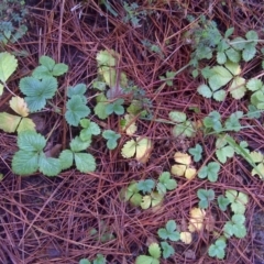 Potentilla vesca (Alpine Strawberry) at Isaacs, ACT - 20 Jun 2016 by Mike