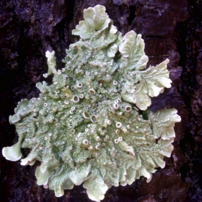 Parmeliaceae (family) (A lichen family) at Isaacs Ridge and Nearby - 20 Jun 2016 by Mike