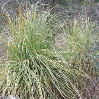 Cortaderia selloana (Pampas Grass) at Isaacs Ridge and Nearby - 24 Jun 2016 by Mike