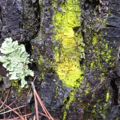 Chrysothrix xanthina (A lichen) at Isaacs, ACT - 20 Jun 2016 by Mike