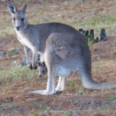 Macropus giganteus (Eastern Grey Kangaroo) at Isaacs Ridge and Nearby - 24 Jun 2016 by Mike