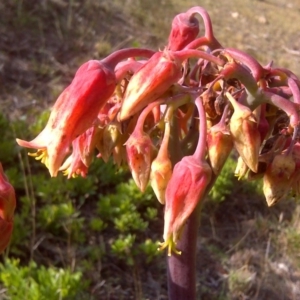 Cotyledon orbiculata at Isaacs, ACT - 24 Jun 2016