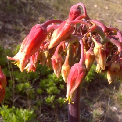 Cotyledon orbiculata (Cotyledon) at Isaacs, ACT - 24 Jun 2016 by Mike