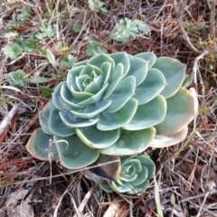 Echeveria sp. at Isaacs, ACT - 24 Jun 2016 02:34 PM