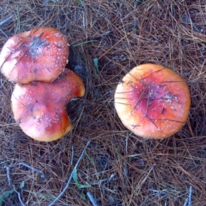 Amanita muscaria at Isaacs, ACT - 24 Jun 2016 02:39 PM