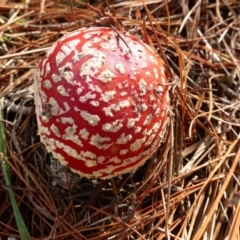 Amanita muscaria at Isaacs, ACT - 24 Jun 2016