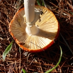 Amanita muscaria at Isaacs, ACT - 24 Jun 2016