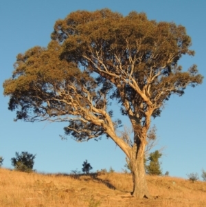 Eucalyptus polyanthemos at Kambah, ACT - 25 Apr 2016