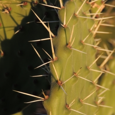 Opuntia stricta (Common Prickly Pear) at Urambi Hills - 25 Apr 2016 by michaelb