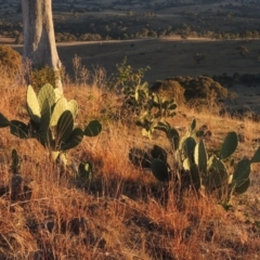 Opuntia stricta at Urambi Hills - 25 Apr 2016