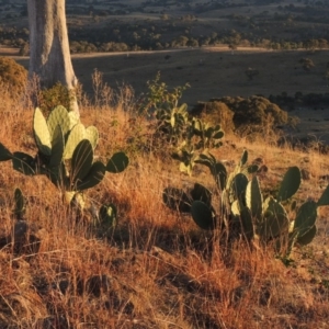 Opuntia stricta at Urambi Hills - 25 Apr 2016 06:43 PM