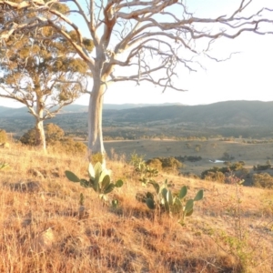 Opuntia stricta at Urambi Hills - 25 Apr 2016