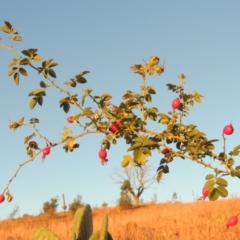 Rosa rubiginosa (Sweet Briar, Eglantine) at Urambi Hills - 25 Apr 2016 by michaelb