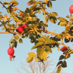 Rosa rubiginosa at Urambi Hills - 25 Apr 2016