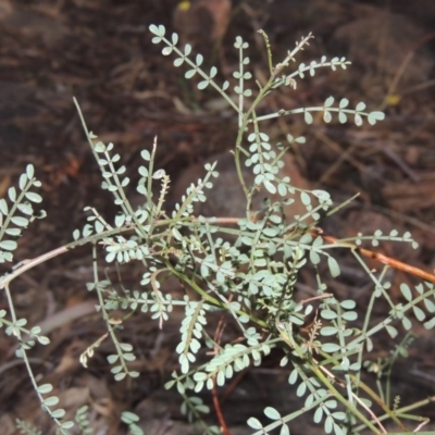 Indigofera adesmiifolia (Tick Indigo) at Urambi Hills - 25 Apr 2016 by michaelb