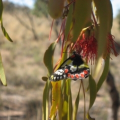 Delias aganippe (Spotted Jezebel) at Gungahlin, ACT - 7 Apr 2009 by RobParnell