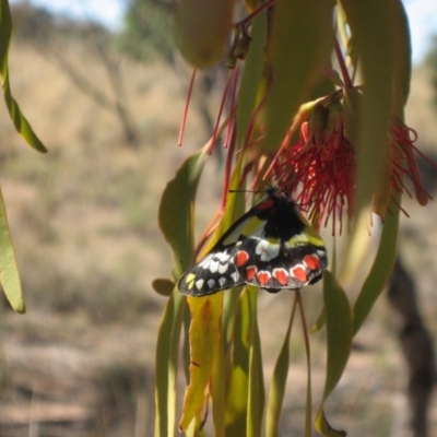 Delias aganippe (Spotted Jezebel) at Mulligans Flat - 6 Apr 2009 by RobParnell