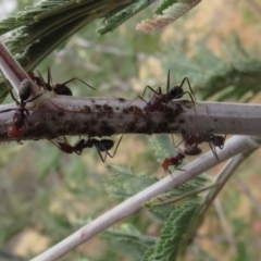 Iridomyrmex purpureus (Meat Ant) at Red Hill Nature Reserve - 16 Apr 2016 by RobParnell