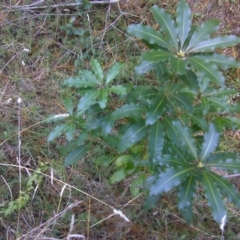Pittosporum undulatum (sweet pittosporum) at Isaacs, ACT - 25 Jun 2016 by Mike