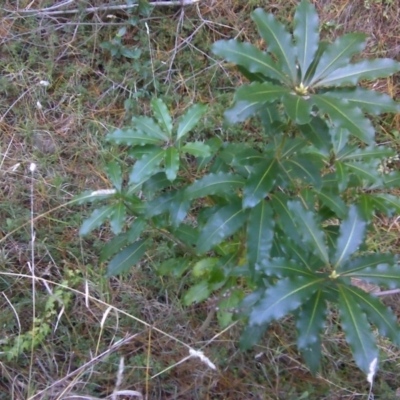 Pittosporum undulatum (Sweet Pittosporum) at Isaacs Ridge and Nearby - 25 Jun 2016 by Mike