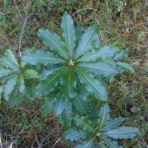 Pittosporum undulatum at Isaacs, ACT - 25 Jun 2016