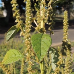 Amaranthus powellii (Powell's Amaranth) at Greenway, ACT - 16 Mar 2016 by michaelb