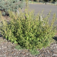 Amaranthus powellii at Greenway, ACT - 16 Mar 2016 06:20 PM