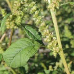 Amaranthus powellii at Greenway, ACT - 16 Mar 2016 06:20 PM