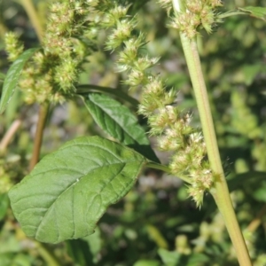 Amaranthus powellii at Greenway, ACT - 16 Mar 2016 06:20 PM