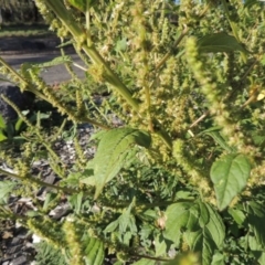 Amaranthus powellii at Greenway, ACT - 16 Mar 2016 06:20 PM