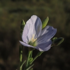 Linum marginale (Native Flax) at Greenway, ACT - 16 Mar 2016 by MichaelBedingfield